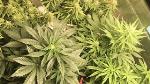 led_grow_light_mm3